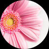 smallpetal